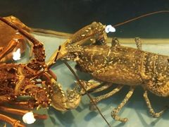 -皇朝尊会(龙之梦大酒店)