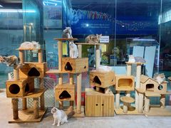 -more than meow吴止猫主题餐厅(承德 中船汇店)