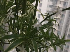 -新湖明珠城