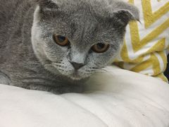 肥仔-拾壹cafe·工作室