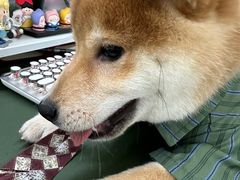 -翊宠yipet猫狗购宠庄园犬舍•猫舍