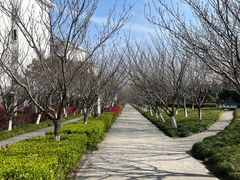 -高东镇樱花园
