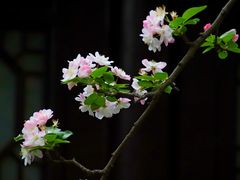 -莫愁湖公园