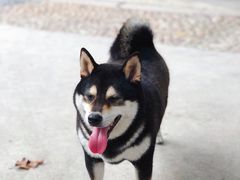 -柴犬高等学院·狗咖·柴犬售卖·宠物训练