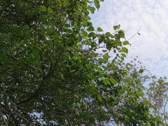-广州市流溪河国家森林公园