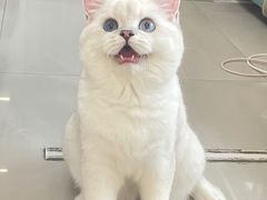 -lincat·猫舍(广州店)