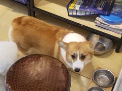 -沐沐家宠物(成寿寺店)