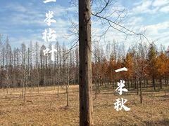 -黄海国家森林公园