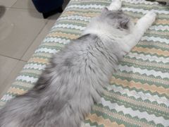 -爱洗澡的猫(望京店)