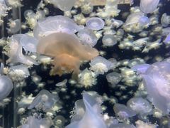 -太平洋海底世界