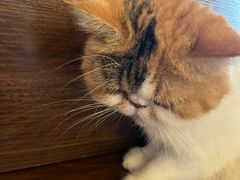 -猫岛主趣味餐厅(鼓浪屿店)
