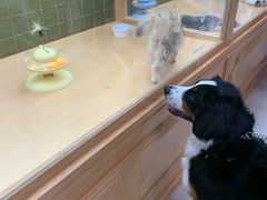 -帕帕拉兹宠物(亚洲旗舰店)