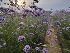 -西京湾花海