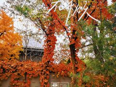 -北京西山国家森林公园