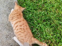 -十九路军淞沪抗日阵亡将士陵园