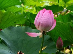 -莲花池公园
