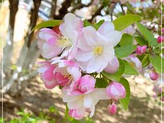 -元大都城垣遗址公园