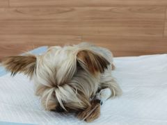 -爱侣宠医·鹦鹉专科·小型哺乳类·异宠专科(灵石路店)