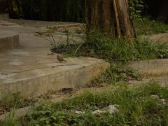 -武汉大学老图书馆