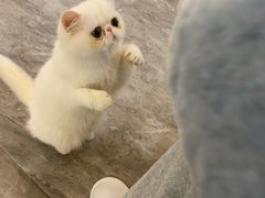 -More Fun猫咖 二十只万元加菲主题