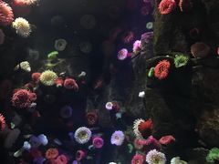 -瑞普利水族馆