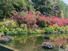 -深圳仙湖植物园