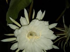 -廖排骨(正通顺街店)