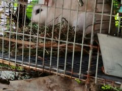 -樂桃源奉贤黄桃种植采摘基地