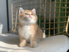 -喵zoo家庭繁育猫舍(尖东智能花园店)