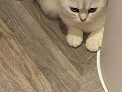 -糯米喵星人总部直营旗舰店·猫舍·幼猫出售