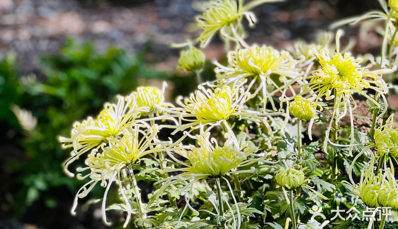 桂拂清风菊带霜