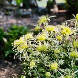 桂拂清风菊带霜