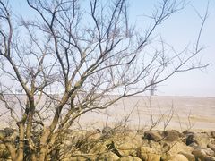 -上海吴淞炮台湾国家湿地公园