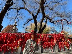 -大槐树寻根祭祖园