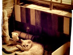 -壹六猫窝(谷德店)