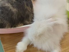 -藦茜花园宠物主题亲子互动体验馆(国顺东路店)