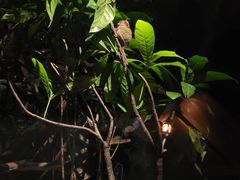 -夜间野生动物园