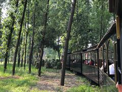 -合肥滨湖国家森林公园