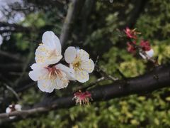 园子里的樱花-上海崇明金茂凯悦酒店