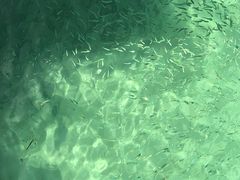 -东姑阿都拉曼海洋公园