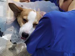 -萌兽医馆·犬猫专科·眼科中心·宠物医院(朝阳门分院)