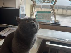 -瑞派长江宠物医院·猫科·外科·24小时夜护(谊城公寓分院)