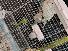 -e嘉宠物店(北大街店)