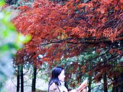 -合肥滨湖国家森林公园