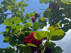 -紫颐香薰山谷景区