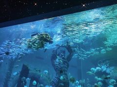 -哈尔滨波塞冬海底世界