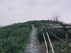 -龙坞茶村