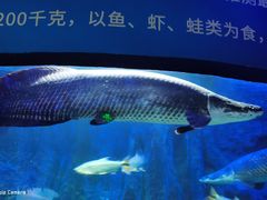 -江和美海洋公园