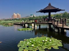 湿地公园木栈道和休息凉亭-前关湿地公园