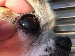 -A猫a狗全科·犬猫异宠·芥西宠物医院(南开总院)